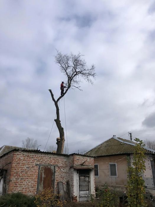 Спилим деревьев,покос травы