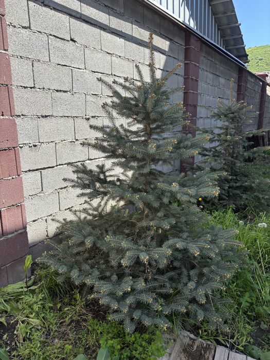 Продам сизы