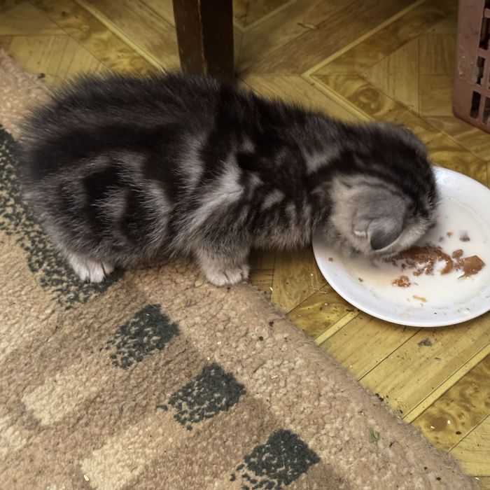 котята , с родословной