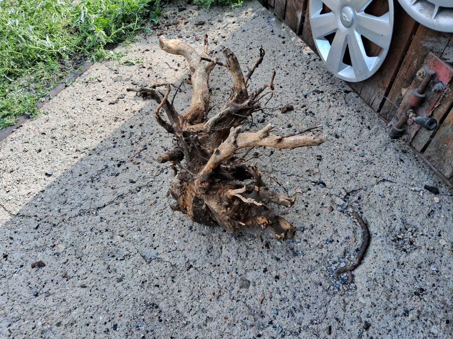 Коряга в аквариум