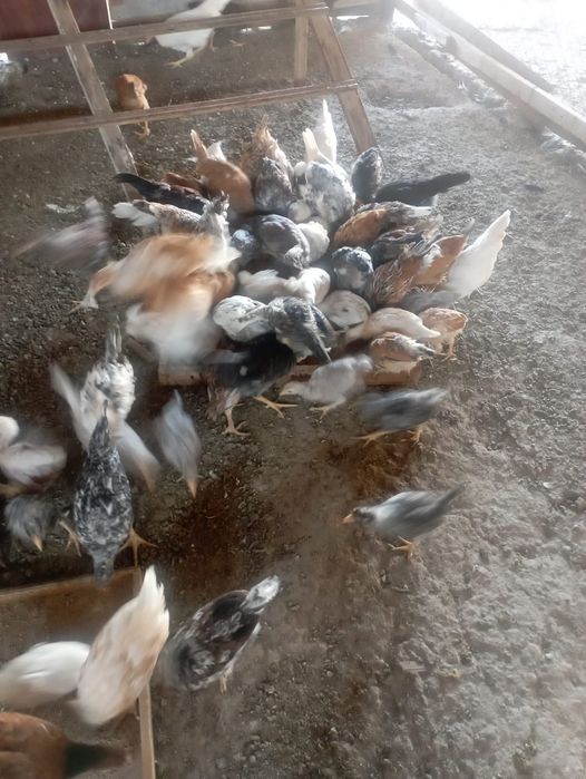 Тауыктар сатылады