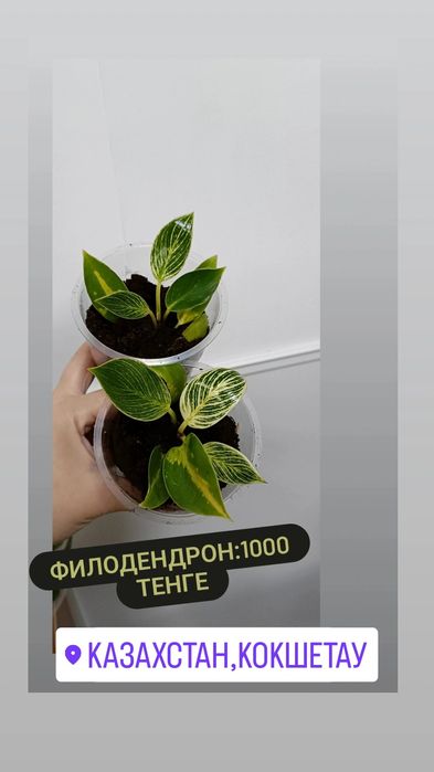 Комнатные цветы по 1000 тенге