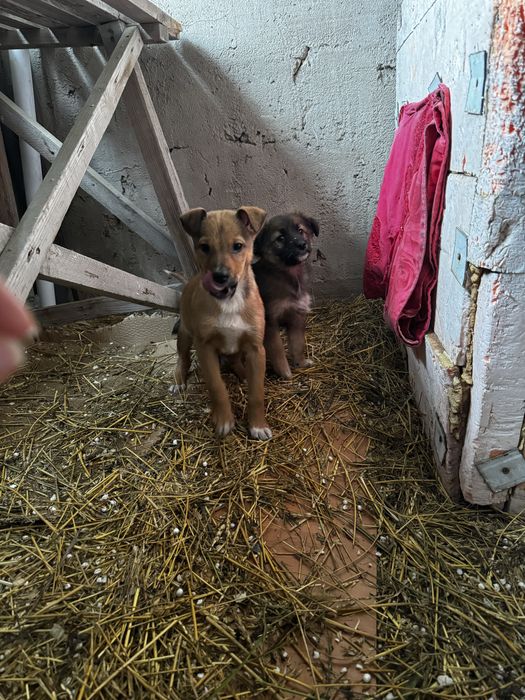 щенок, отдам шещков в добрые руки