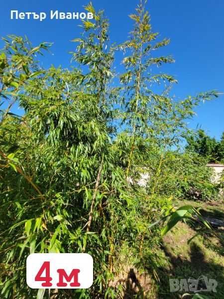 Бамбук студеноустойчиви видове в София