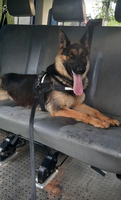 Transport animale de companie