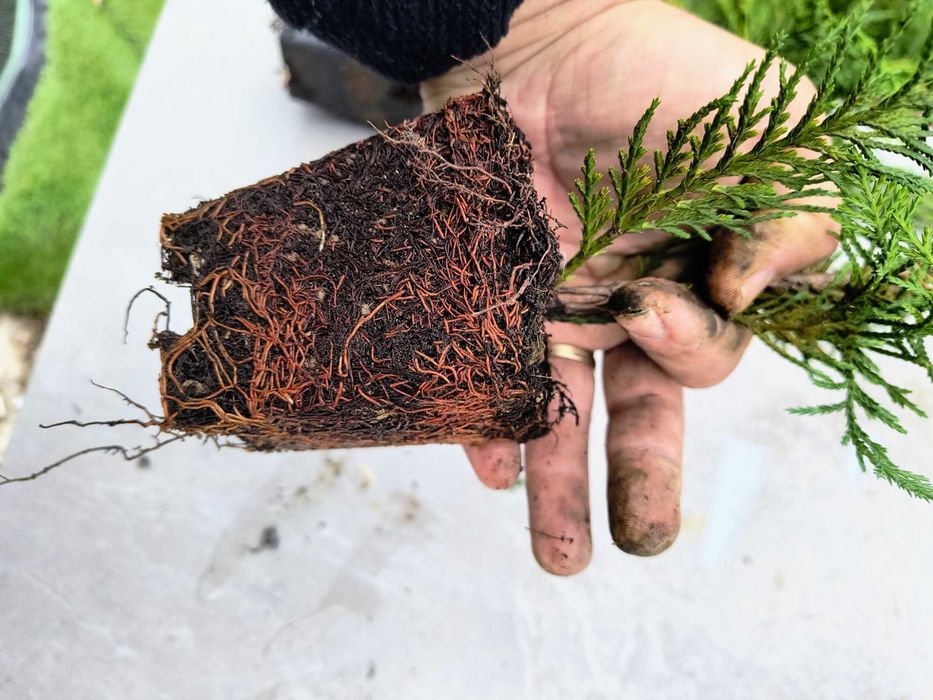 Leylandii 50/70/90cm producator