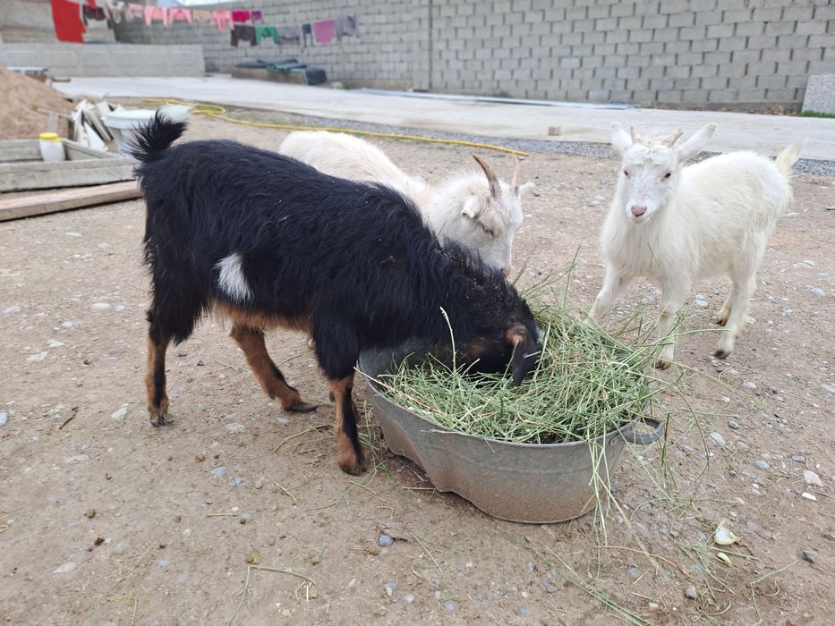 Лақ бар сатылатын