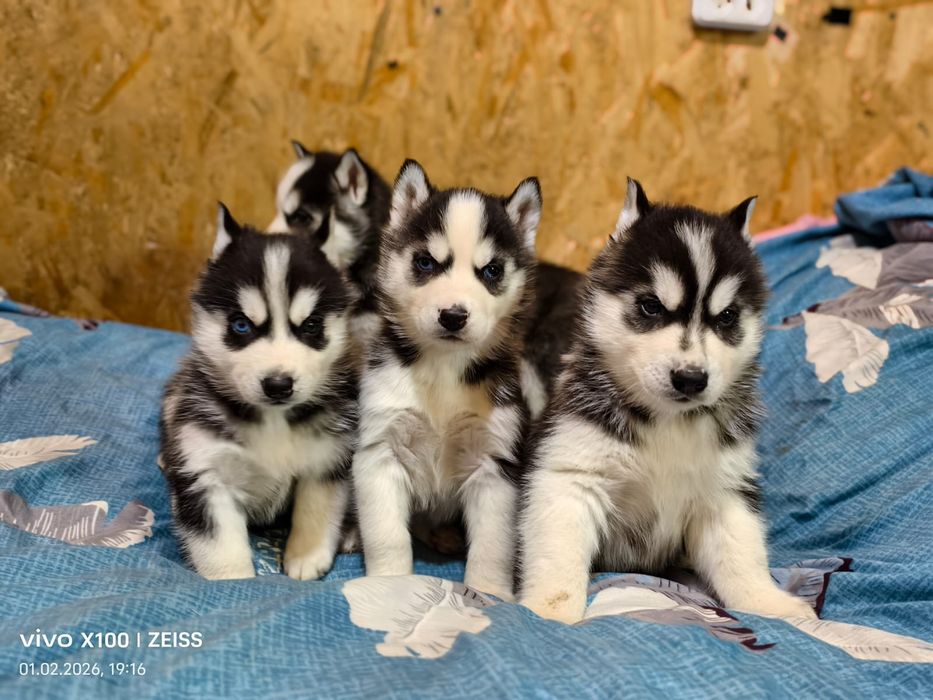 Щенки сибирской хаски.