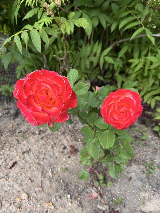 Продается ухоженная дача