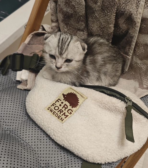 Шотландский вислоухий котенок