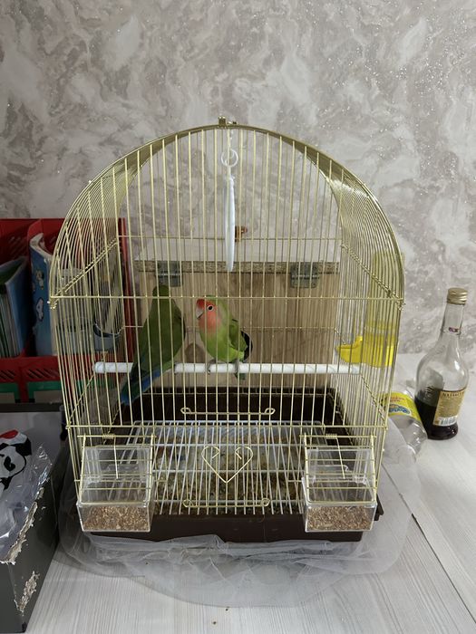 папугай не разлучники