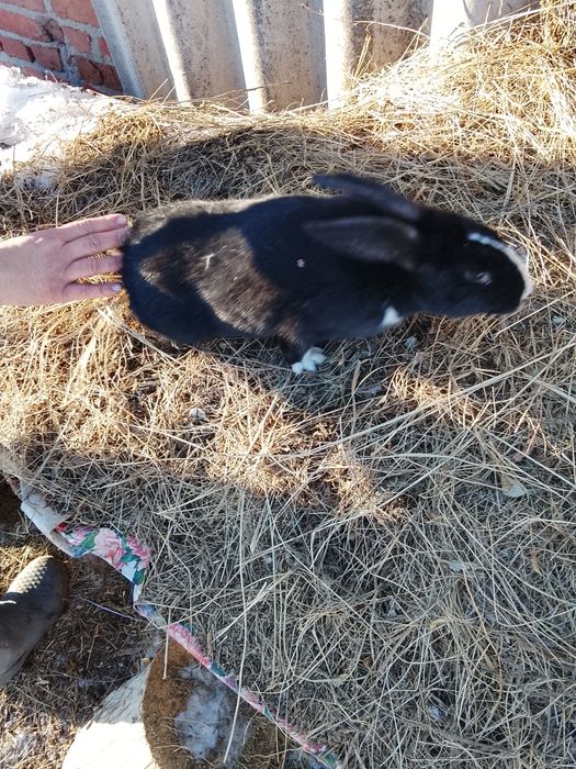 Продам кроликов кролих и два крола