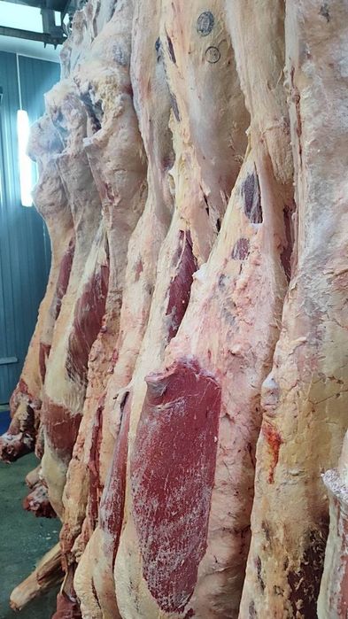 Продать туши говядины