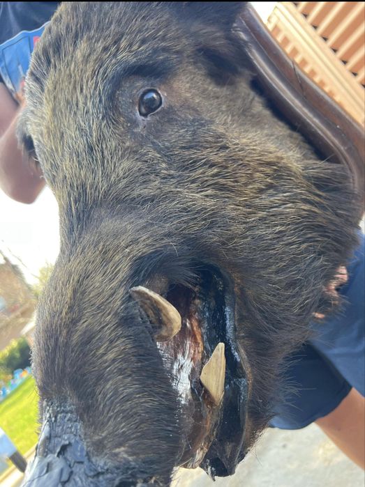 Panoplie trofeu mistret