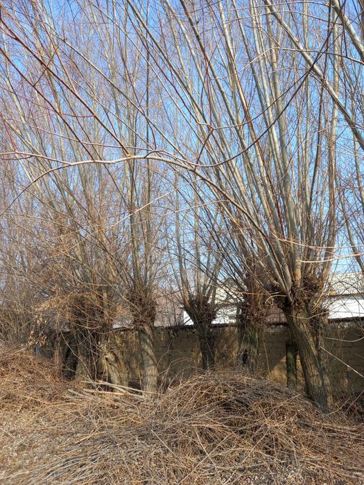 Толлар сотилади бешик учун