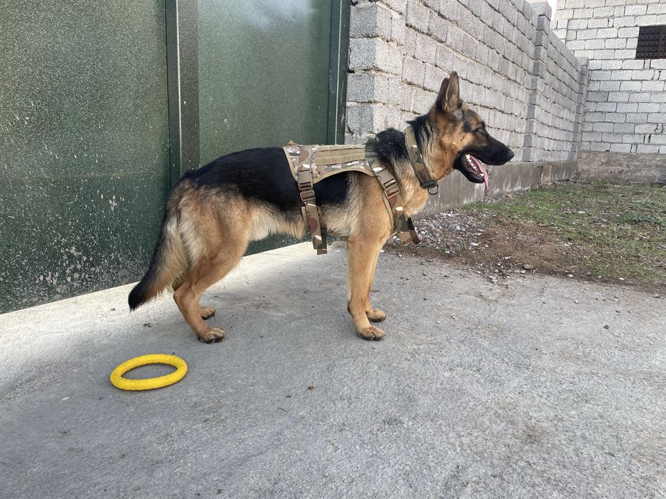 Немецкая овчарка вязка