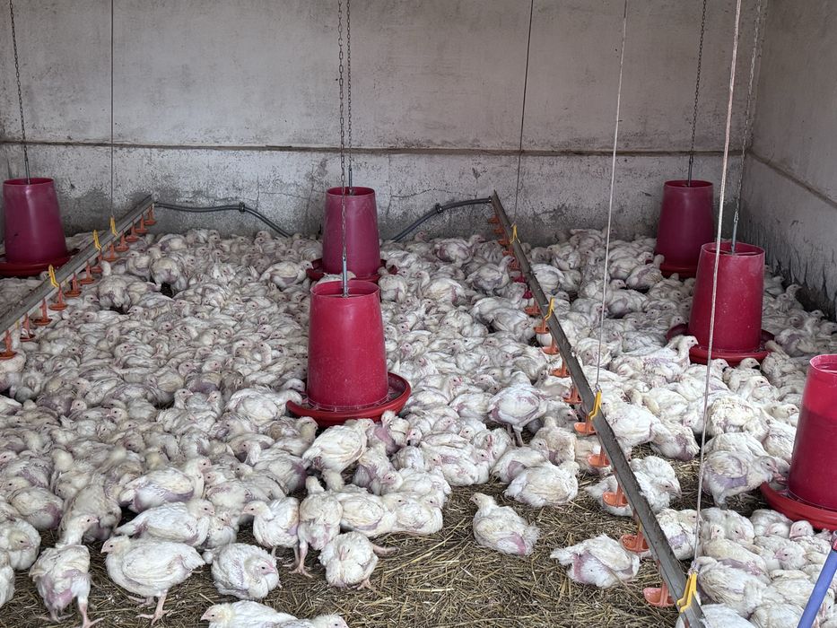 Avem pui de carne.  Greutate 1,4 kg