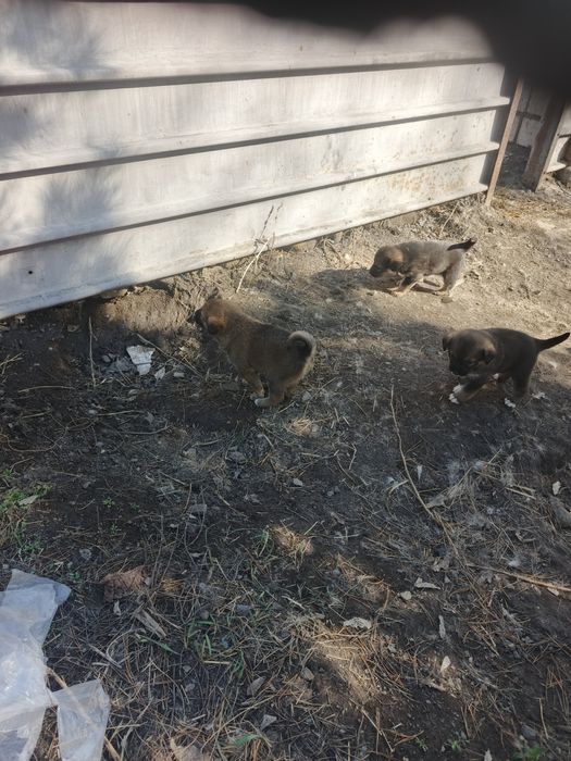 Щенки Алабая в Караганде