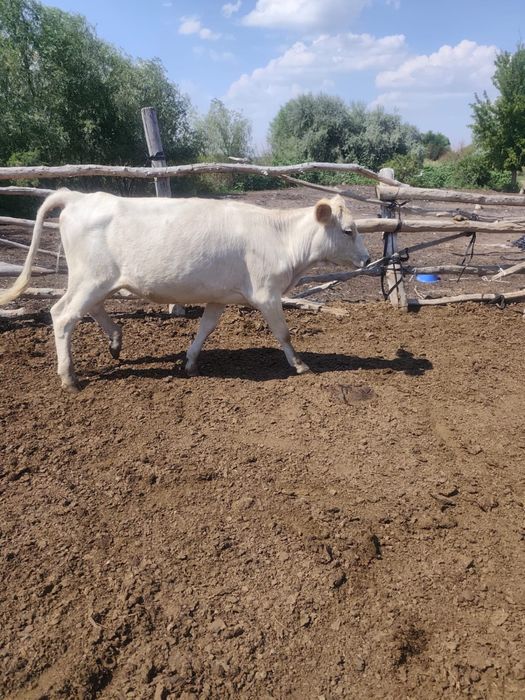 Продам телок, Аулиекольской и Алатауской породы