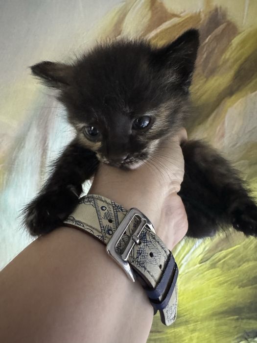 Отдам котят девочки