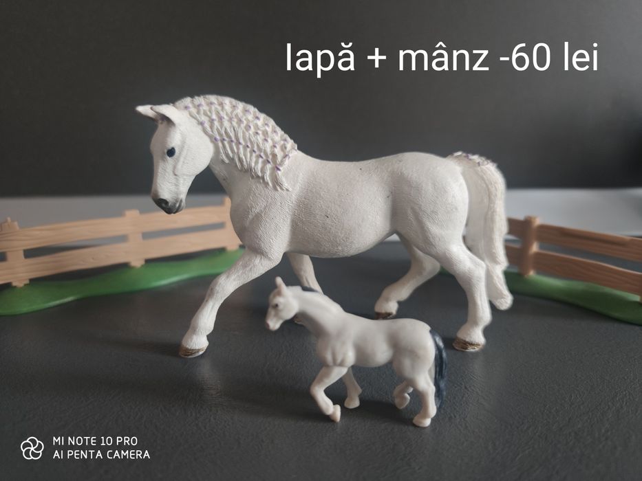 Cai Schleigh, superbi, impecabili