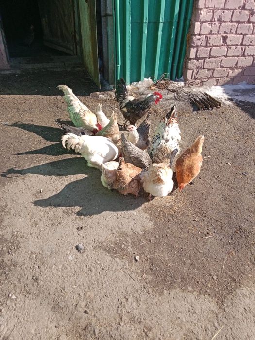 Куры брама продаю.