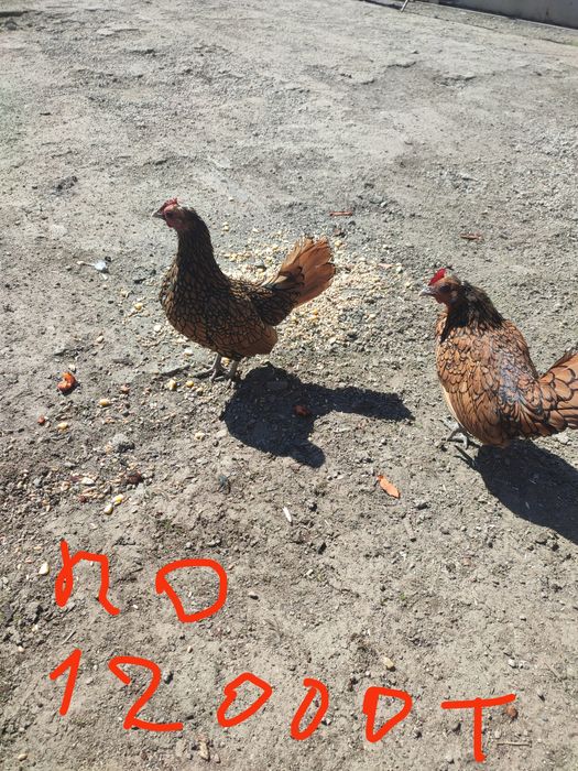 Пара куреей рябый и черный