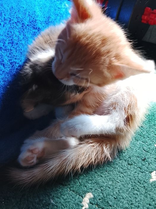 Отдам котят девочки