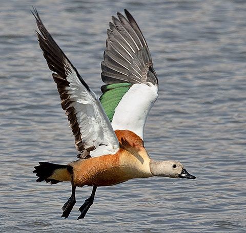 Califar African (rațe gâște exotice călifari Africani)