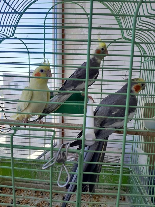 Продам попугай корелл молодые