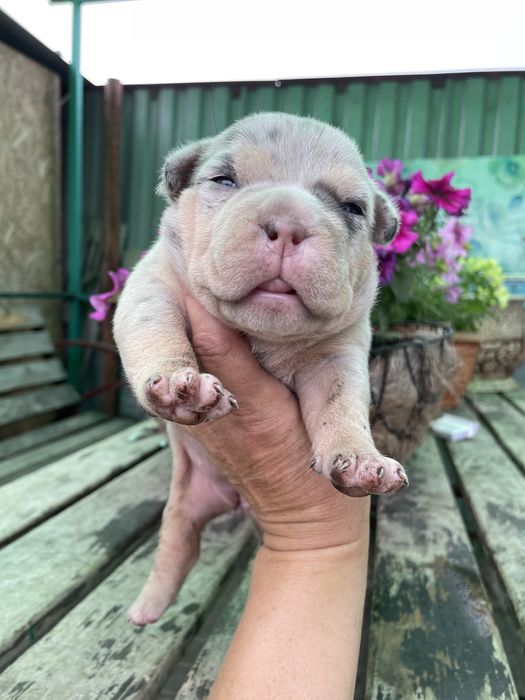 Шикарные детки булли американский