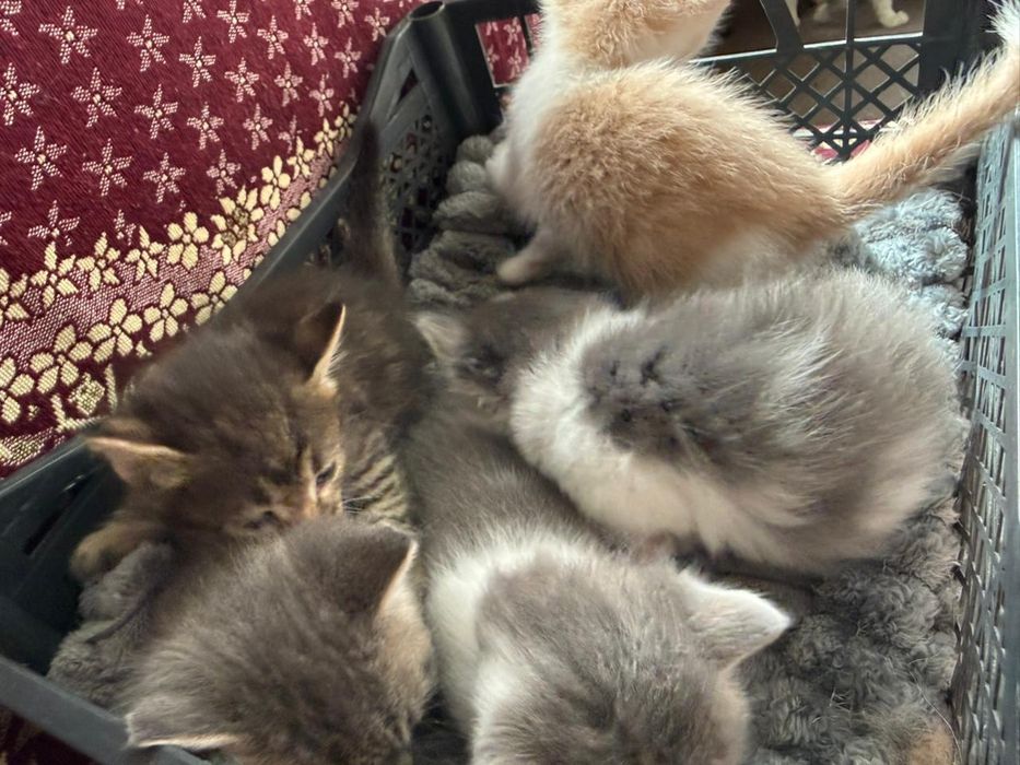 котенок в добрые руки