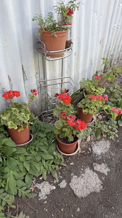 Герань в горшках