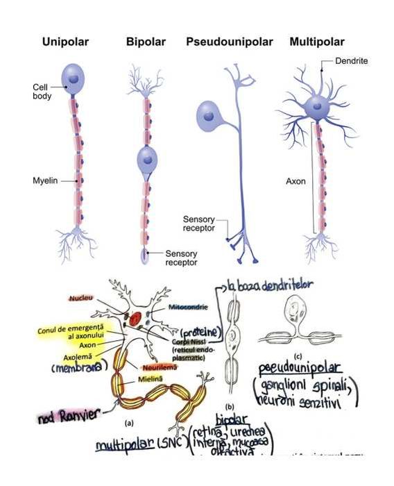 Schițe, Scheme și Sinteze Barron's pentru admiterea la medicină