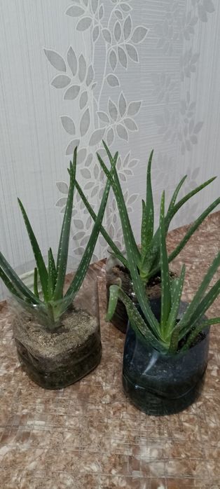 Алоэ 1.5 года продам