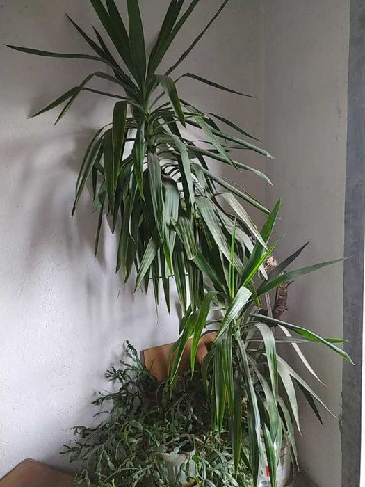 Продавам Палма Юка