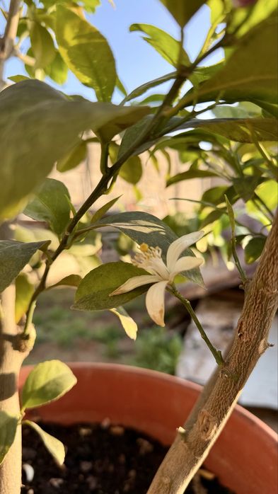 Саженцы лимона сорта Мейер