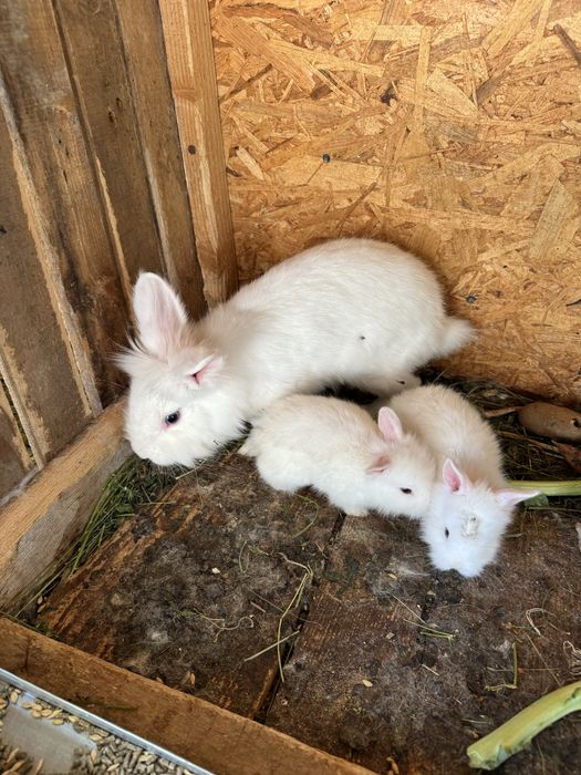 Iepurasi/ iepuri Cap de leu