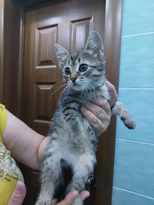 Малышка ищет дом