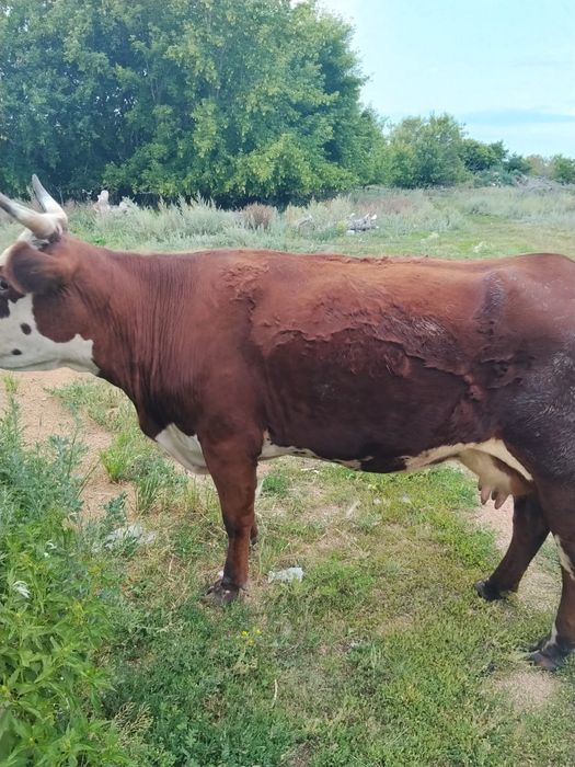 Продам корову молочную