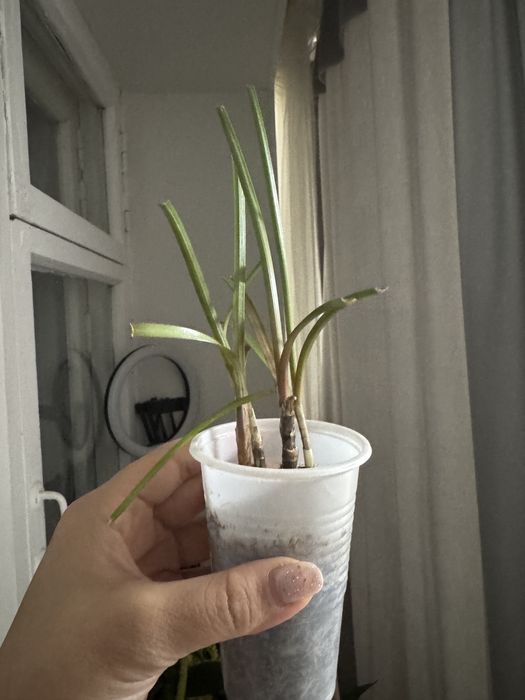 Продам растение Зефирантес