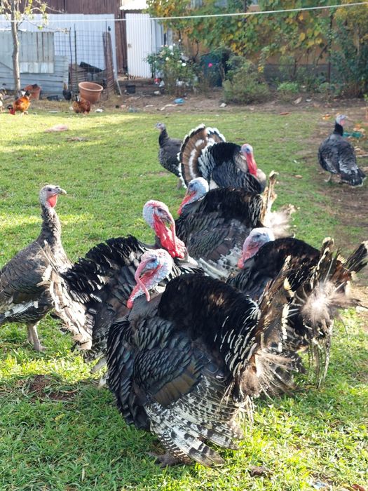 Curci și curcani de vânzare