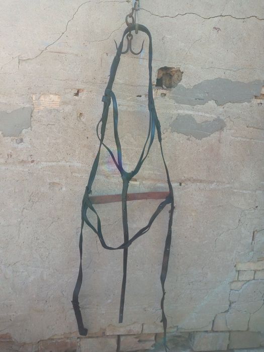 Здрав палдъм за впряг