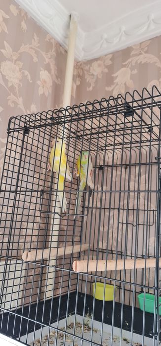 папугай Пивчик паричка 7 ойлик