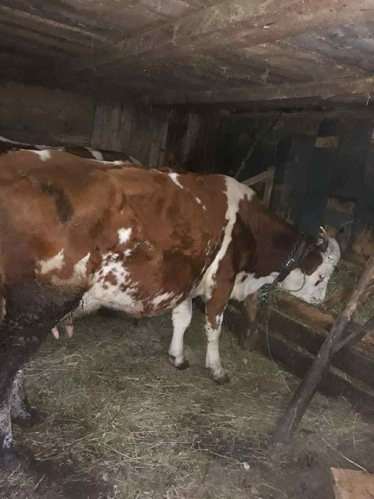 Vând vacă de 6 ani, gestanta in 5 luni .