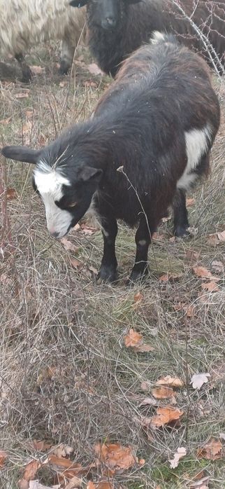 Vând capre  a făta