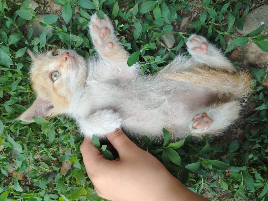 Котята в добрые руки!