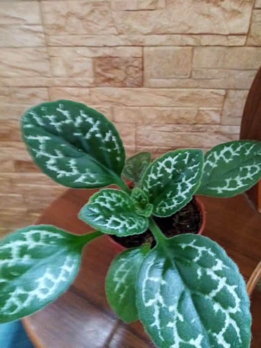 Продаются хириты примулины