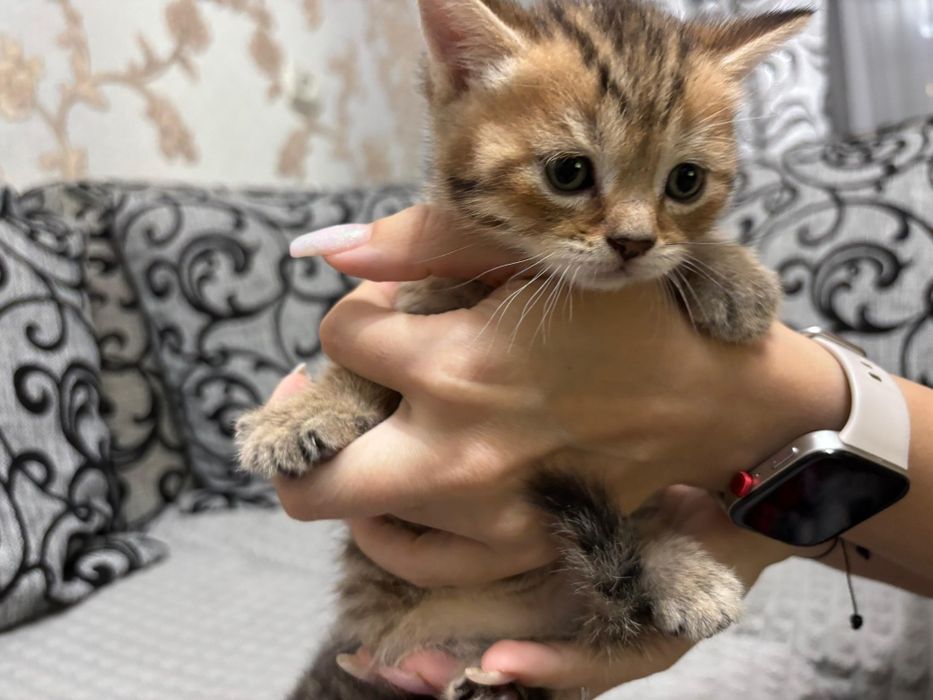 Вислоухий шотландец