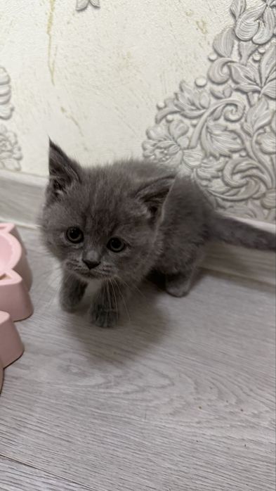 Котята / скоттиш страйт и скоттиш фолд